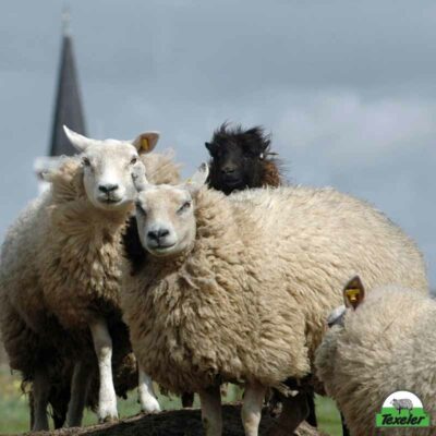 texelse schaapjes - texeler