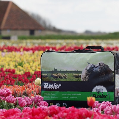tulpen met texeler dekbed